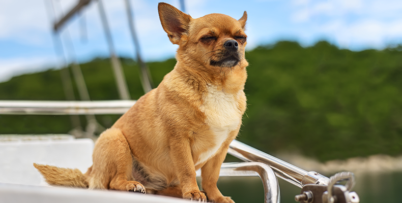 Czy mogę zabrać psa na jacht?